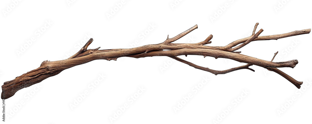 Poster a long brown and gnarled tree branch isolated on a transparent background the branch has many small 