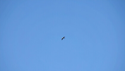 Lone bird soars against a vast expanse of bright blue sky, flying freely
