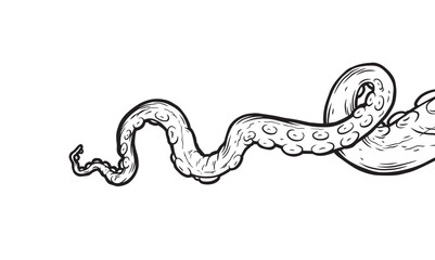 Tentacles of octopus, vector hand drawn collection of illustrations. Black and white engraving style drawings. Tentacle straight and with rings in different angles.