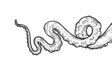 Tentacles of octopus, vector hand drawn collection of illustrations. Black and white engraving style drawings. Tentacle straight and with rings in different angles.