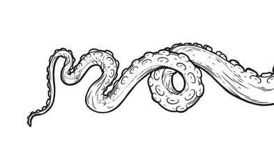 Tentacles of octopus, vector hand drawn collection of illustrations. Black and white engraving style drawings. Tentacle straight and with rings in different angles.