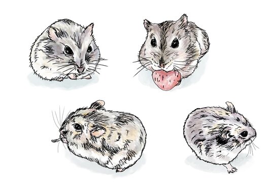ハムスター　イラスト ご依頼でイラストを描かせて頂きました✨ 描かかせて頂いたのは