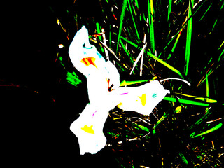 Illustrated White Flower with Long Green Leaves on Dark Background. Botanical Illustration: Elegant White Flower Against Dark Background. Nature Art: White Bloom and Long Green Foliage on Dark.