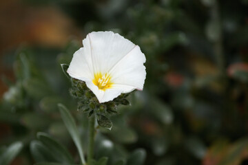 Close-up of a white convolvulus cneorum flower in the garden