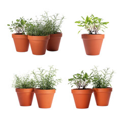 Different aromatic herbs in clay pots isolated on white, set