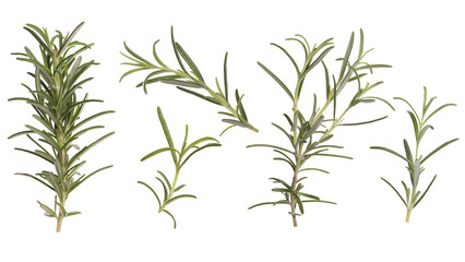 Fresh aromatic rosemary isolated on white, collage