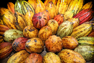 amount of cocoa, a tropical fruit from which chocolate is made