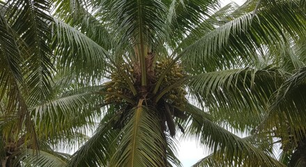 Obraz premium Close Up of a Lush Green Palm Tree with Abundant Coconuts
