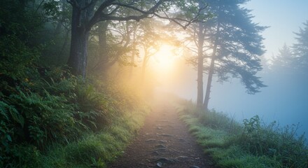 Fototapeta premium Misty Forest Path at Sunrise
