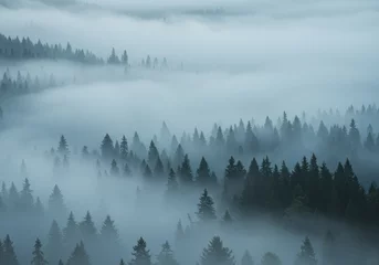 Wandcirkels Mistig bos Trees shrouded in mist in a fog-covered forest.  © kristina