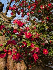 Vibrant Red Camellia Blooms on Tree Branches in Sunlight