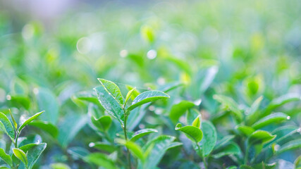 Green tea buds and leaves at early morning on plantation, tea plantation background, tea plantation in morning light, Green tea buds and leaves at early morning on plantation