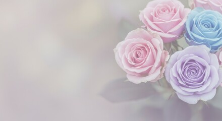 Pastel roses in soft focus
