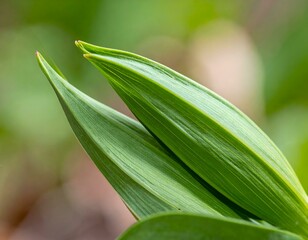 Obraz premium Close-up shot of vibrant green leaves, showcasing intricate details and textures. Perfect for nature, spring, or botanical themes.