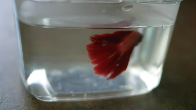 Siamese Fighting Fish - Betta Splendens from Pet Store 3