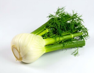 Fresh fennel bulb with vibrant green stalks and feathery leaves, isolated on a white background.  Perfect for cooking, health, and food blogs.