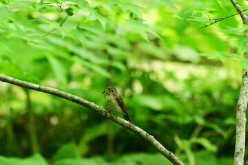 虫をくわえるキビタキのメス