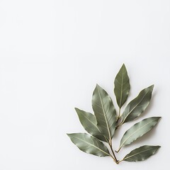 Obraz premium Elegant bay leaves arranged on a minimalistic white background.