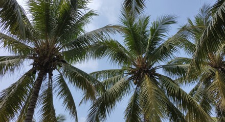 Three Lush Palm Trees Against a Bright Blue Sky