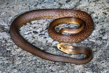 Highly venomous Australian Coastal Taipan