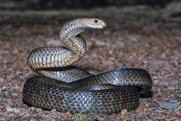 Highly venomous Australian Eastern Brown Snake