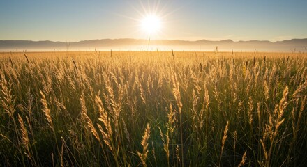Fototapeta premium Golden Sunrise Over Grass Field and Distant Mountains