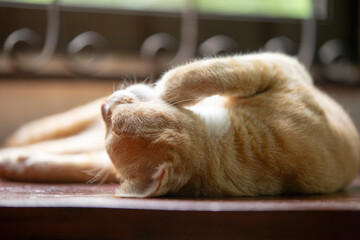 Cute ginger cat sleeping on a wooden table in the house.