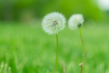 Nature's Wishmaker Dandelion