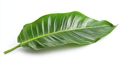 Obraz premium Palm leaf frond isolated on white background tropical botanical stock photo clean bright studio lighting natural detail