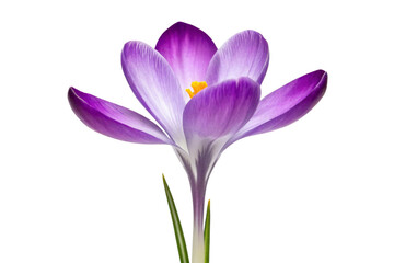 Obraz premium purple crocus isolated on white