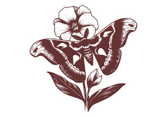 Moth Hand Drawn Natural Illustration Vector Isolated by AZ for Books, Arts, Design and Decoration Graphic Asset