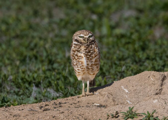 Burrowing Owl