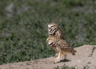 Burrowing Owl
