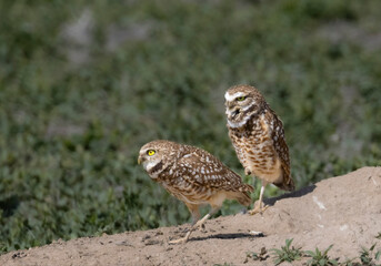 Burrowing Owl