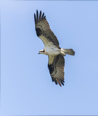 Osprey in Flight