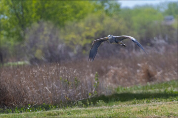 Great Blue Heron