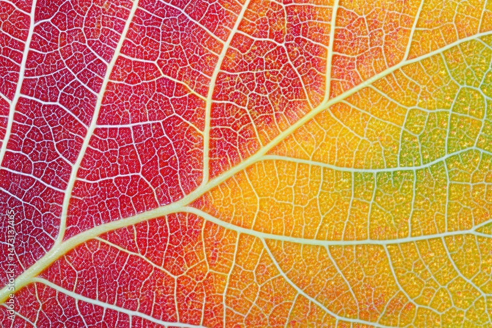 Poster close-up of a vibrant leaf showcasing intricate veins and colorful gradient patterns