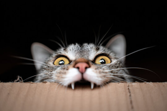 Playful tabby cat peering over cardboard box edge, wide yellow eyes, curious expression, dark background, close-up view. : Generative AI