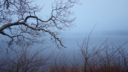 Tranquil scene of leafless tree branches framing a misty lake on a cold winter day