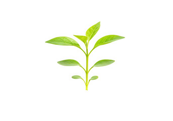 Fototapeta premium Fresh green plant sprout isolated on transparent background