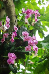 magenta and white spotted orchid plant with backlit lush tropical green leaves in the background