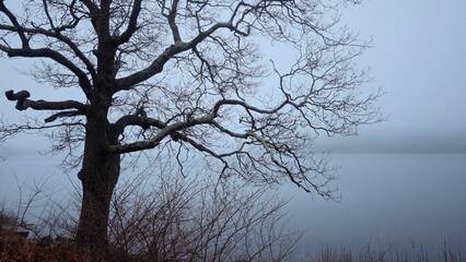 Leafless tree branches reaching over a misty lake on a foggy morning, creating a serene and melancholic atmosphere