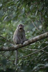 Obraz premium 木の上で鳴く猿