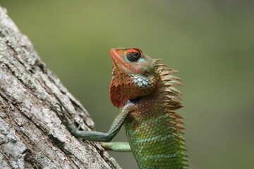 Beautiful Lizards in the Nature, Sri Lanka 