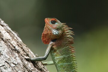 Beautiful Lizards in the Nature, Sri Lanka 