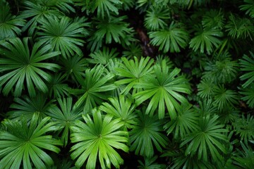 Verdant Paradise A Dense Carpet of Star-Shaped Lycopodium Obscurum Transforming the Forest Floor