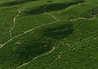 Aerial view of a green tea plantation