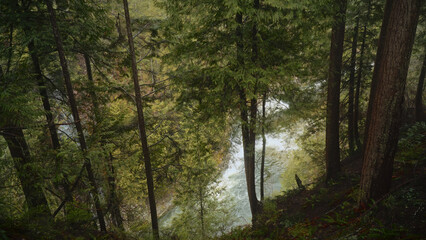 Pristine river flowing through a lush forest, creating a picturesque natural landscape