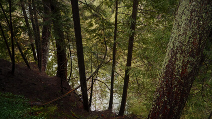 Trees rising from a steep bank, creating a natural frame for the river flowing gently below