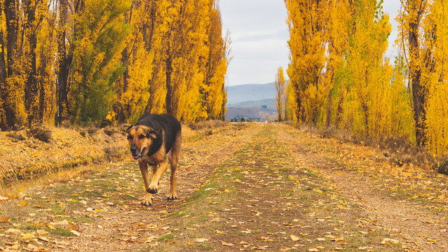 Happy farming shepherd dog running walking enjoying outdoors in autumn yellow colours trees park alexandra central otago new zealand